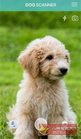 Dog Scanner 狗狗鉴定器v17.2.6高级版-就去找资源网